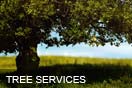 Tree Services